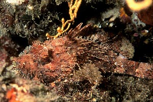 Scorfano rosso (Scorpaena scrofa)