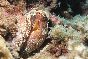 Polpo comune (Octopus vulgaris)