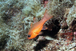 Re di triglie (Apogon imberbis)