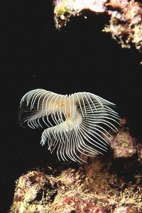 Verme dal ciuffo bianco (Protula tubularia)