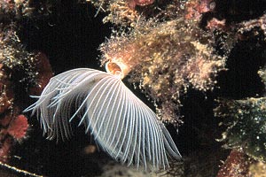 Verme dal ciuffo bianco (Protula tubularia)