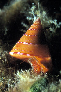 Troco lucente (Calliostoma conulus)