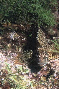 Bavosa ruggine (Parablennius gattorugine)