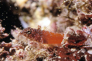 Peperoncino minore (Tripterygion melanurus)