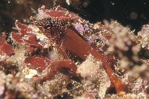 Peperoncino minore (Tripterygion melanurus)