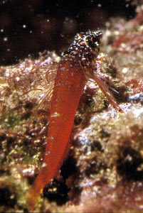 Peperoncino minore (Tripterygion melanurus)