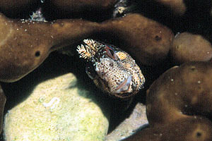 Bavosa ruggine (Parablennius gattorugine)