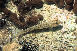 Ghiozzo rasposo (Gobius bucchichi)