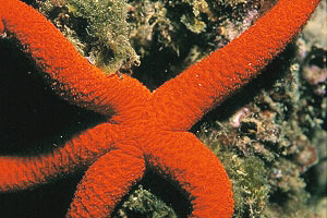 Stella rossa (Echinaster sepositus)