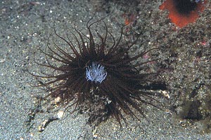 Cerianto (Cerianthus membranaceus)