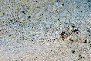 Rombo (Bothus podas podas)