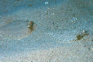 Rombo (Bothus podas podas)