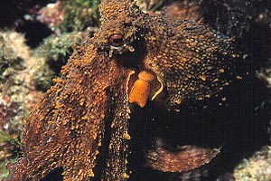 Polpo comune (Octopus vulgaris)