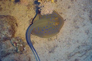 Razza a macchie blu (Taeniura lymma)