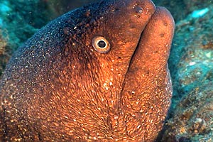 Murena nera (Gymnothorax unicolor)