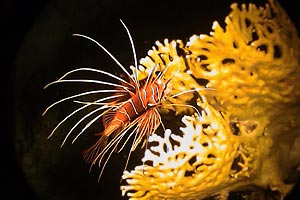 Pesce cobra (Pterois radiata)