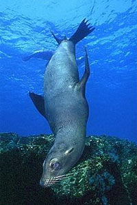 Otaria della california (Zalophus californianus)