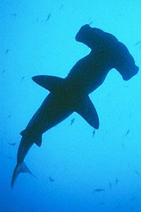 Squalo martello (Sphyrna lewini)