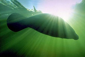 Lamantino (Trichechus manatus)