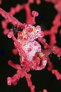 Cavalluccio marino pigmeo (Hippocampus bargibanti)