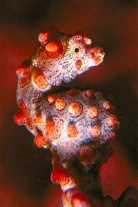 Cavalluccio marino pigmeo (Hippocampus bargibanti)