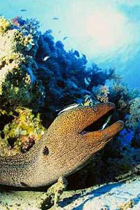 Murena gigante (Gymnothorax javanicus)