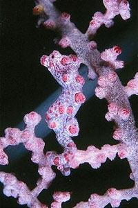 Cavalluccio marino pigmeo (Hippocampus bargibanti)