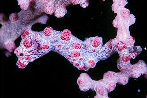 Cavalluccio marino pigmeo (Hippocampus bargibanti)