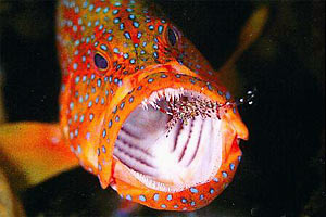 Cernia miniata (Cephalopholis miniata)