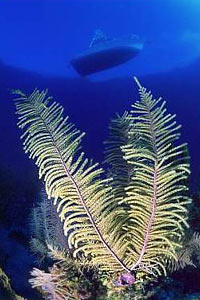 Crinoide (Oxycomanthus bennetti)