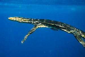 Drago di komodo (Varanus komodensis)