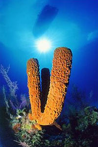 Spugna tubulare gialla (Aplysina fistularis)