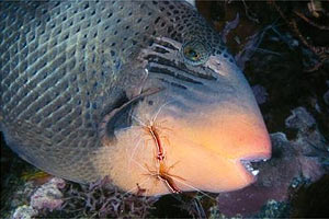 Gambero pulitore striato (Lysmata amboinensis)