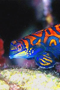 Pesce mandarino (Synchiropus splendidus)