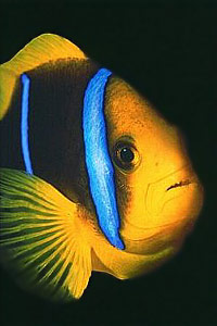 Pesce pagliaccio di Clark (Amphiprion clarkii)