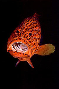 Cernia miniata (Cephalopholis miniata)