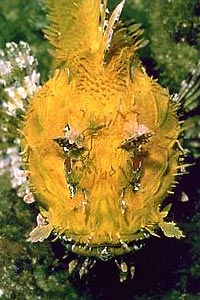 Scorfano rosso (Scorphaena scrofa)