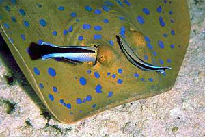 Pesce pulitore (Labroides dimidiatus)