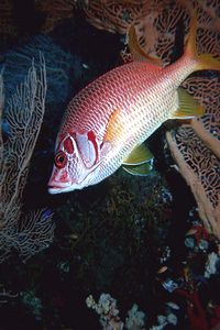 Pesce scoiattolo spinoso (Sargocentron spiniferum)