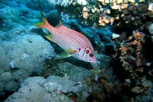 Pesce scoiattolo spinoso (Sargocentron spiniferum)