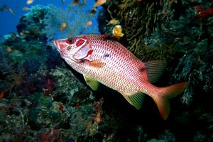 Pesce scoiattolo spinoso (Sargocentron spiniferum)