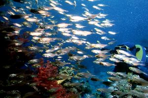 Pesce vetro (Parapriacanthus ransonneti)