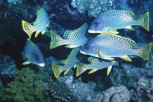 Gaterino tropicale (Plectorhinchus gaterinus)