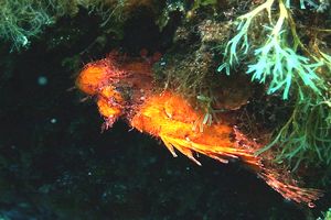 Scorfano rosso (Scorpaena scrofa)