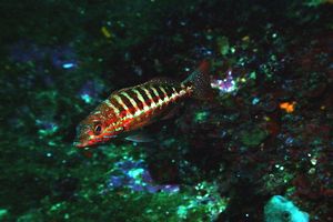 Perchia (Serranus cabrilla)