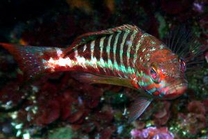 Perchia (Serranus cabrilla)