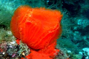 Tunicato (n.d. n.d.)