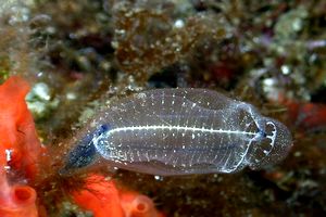 Ascidia trasparente (Clavelina dellavallei)