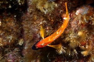 Peperoncino giallo (Tripterygion delaisi)