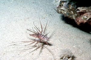 Pesce cobra (Pterois miles)